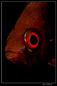 Red eye :-D by Daniel Strub 